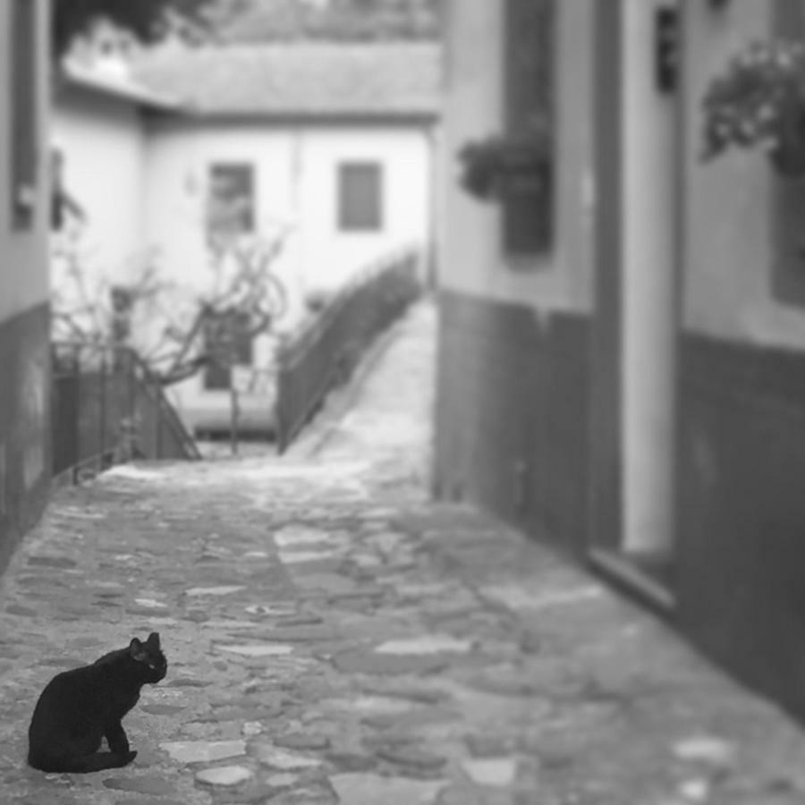 Apartment Il Gatto Nero *